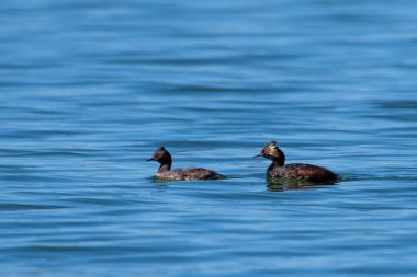 İki kulaklı yunus gölde yüzüyor.