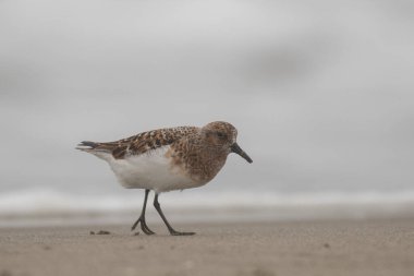 Sanderling sahilde yürüyor.