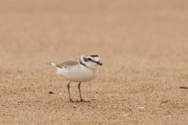 Kumsalda kar küreyen