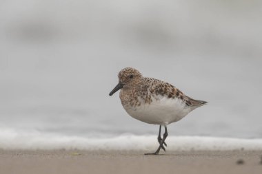 Sanderling sahilde yürüyor.