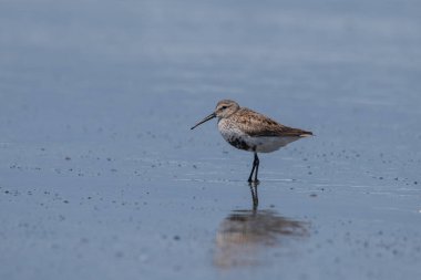 Dunlin sığ sularda yüzüyor.