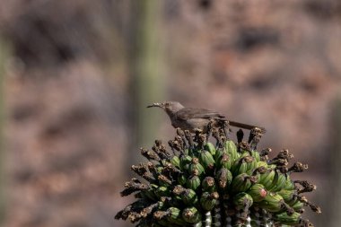 Saguaro kaktüsünün tepesinde oturan eğri gagalı ezici.