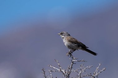 Sagebrush serçesi bir levrekte oturuyor. 