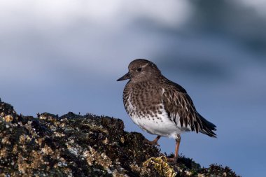 Sahildeki bir kayanın üzerinde siyah bir dönüm noktası