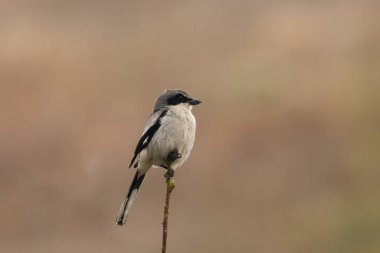Tıknaz örümcekkuşu bir tünekte oturuyor.