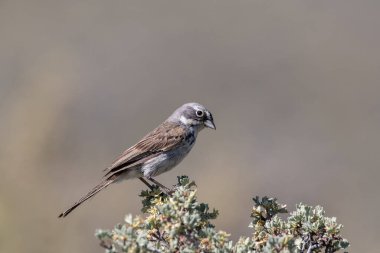 Sagebrush serçesi bir levrekte oturuyor. 