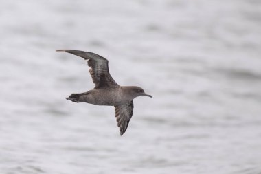 Çamurlu yelkovan okyanusun üzerinde uçuyor
