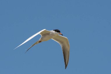 Yiyecek aramak için üstümüzden uçar.