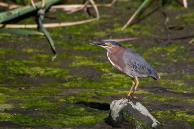 Bataklığın üzerinde yeşil balıkçıl.