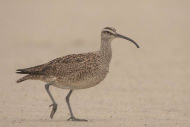 Kumsalda yürürken kaprisli