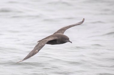 Çamurlu yelkovan okyanusun üzerinde uçuyor