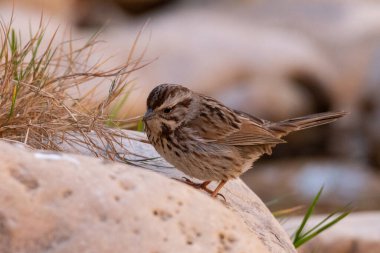 Bir kayanın üzerinde bataklık serçesi