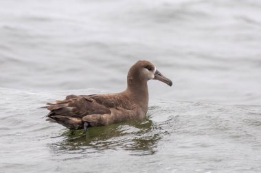 Okyanusta siyah ayaklı albatros