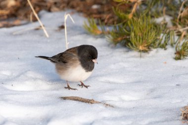 Kara gözlü junco karda oturuyor.