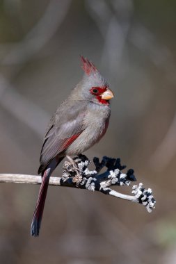 Pyrrhuloxia Sabahleyin bir levrekte