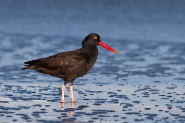 Kıyıdaki siyah istiridye avcısı.