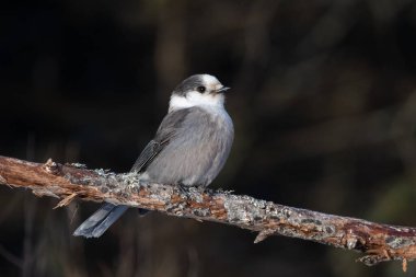 Kanada Jay 'i bir dala tünedi