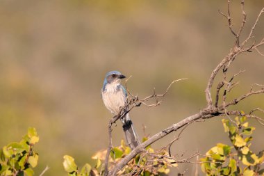 Kaliforniya 'da Jay' i bir levrekte