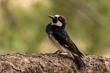 Ağaçkakan dalda poz veriyor.