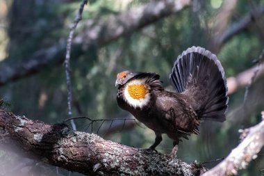 Ağaçta sergilenen kır tavuğu