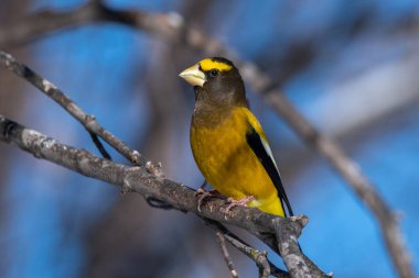 Akşam grosgagası bir levrekte oturuyor