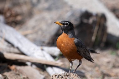 Bir kayanın üzerindeki Amerikan bülbülü