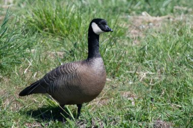Bataklıkta gıdaklayan kaz