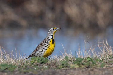Bir tarlada Batı çayır tarlası