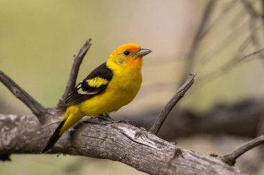 Western tanager sitting on a branch clipart