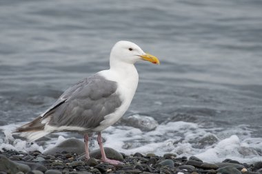 Sahilde Glackus kanatlı martı