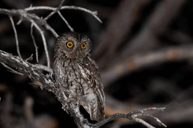 Bıyıklı cırtlak baykuş gece bir tünekte oturuyor.