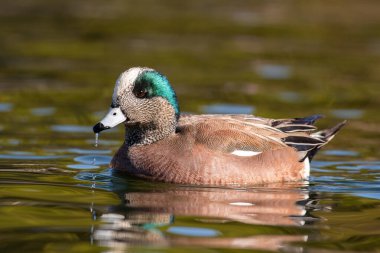Göletteki Amerikan sosisi