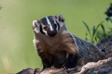 Vahşi doğadaki Amerikan porsuğu