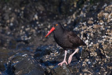 Kıyıdaki siyah istiridye avcısı.