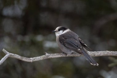 Kanada Jay 'i bir dalda oturuyor