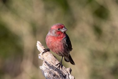 Cassin 'in ispinozu tünekte