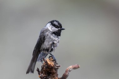 Bir levrekte dağ tavuğu