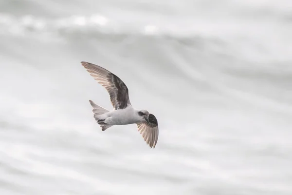 Fork Tailed Storm Petrel Flying Ocean — Stock Photo, Image