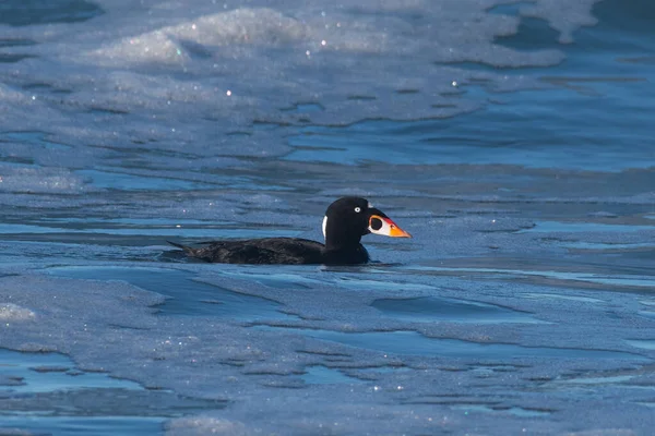 Surf scoter swimming in the ocean