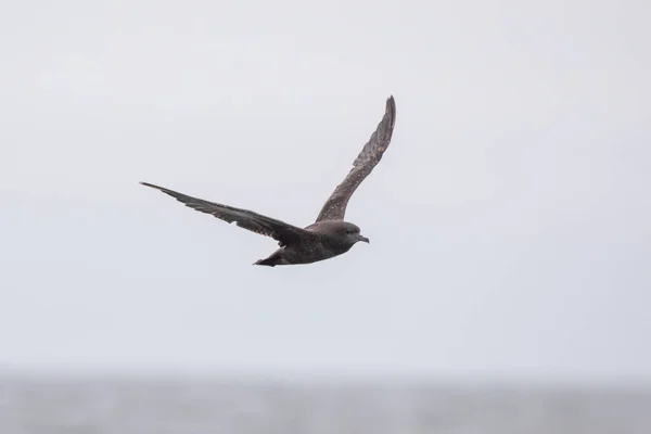 Sooty Shearwater Flying Ocean — Stock Photo, Image