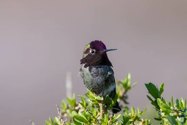 Colibri Anna Sur Une Perche — Photo