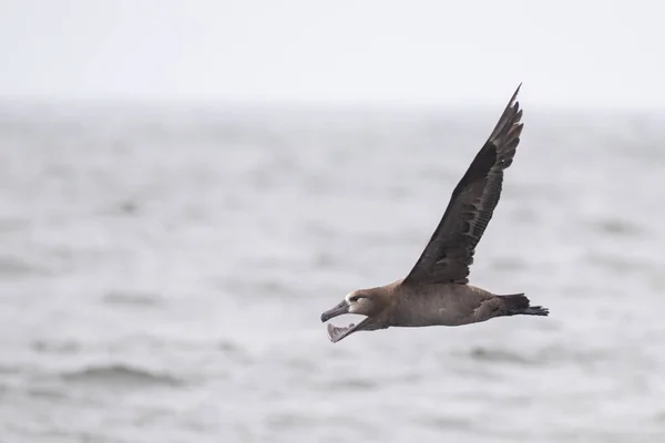 Черноногий Альбатрос Летящий Над Океаном — стоковое фото