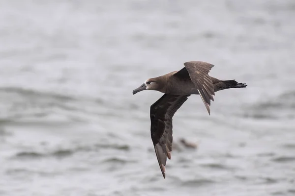 Чорнононогий Альбатрос Літає Над Океаном — стокове фото