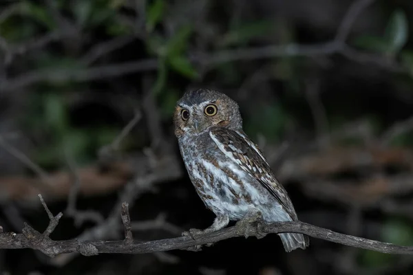 Elf baykuşu geceleri tünekte oturuyor.