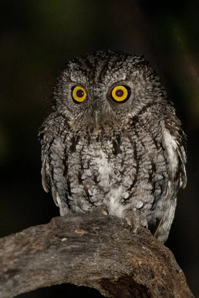 夜间坐在栖木上的有胡须的尖叫声猫头鹰 — 图库照片
