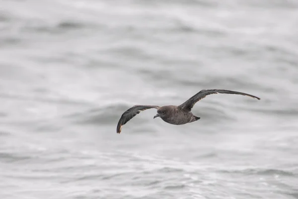 Sooty Shearwater Volando Sobre Océano —  Fotos de Stock