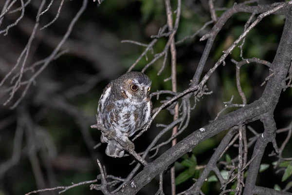 精灵猫头鹰在夜间栖息在栖木上 — 图库照片