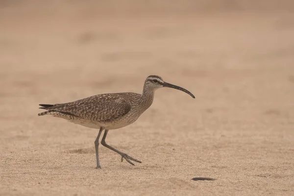 Whimbrel Chasse Sur Plage — Photo