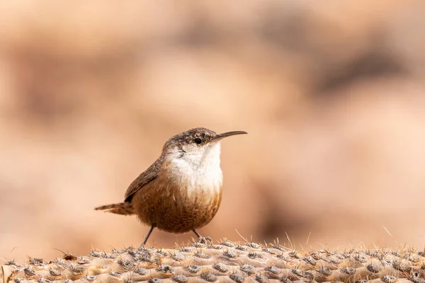 Düşmüş kaktüslerin kanyonu.