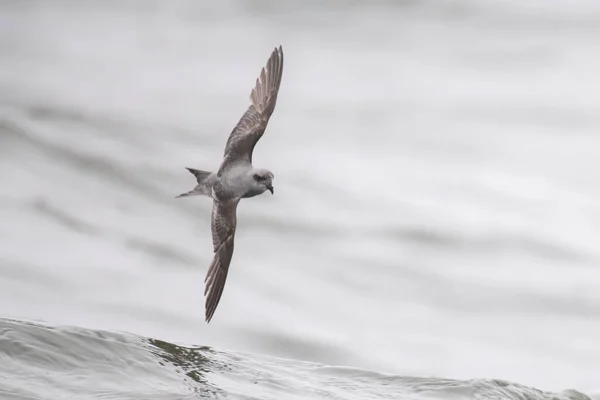 Fork Tailed Storm Petrel Flying Ocean — Stock Photo, Image